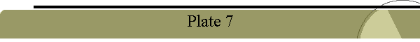 Plate 7