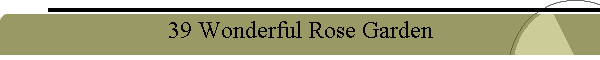 39 Wonderful Rose Garden
