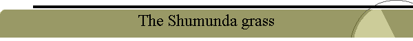 The Shumunda grass
