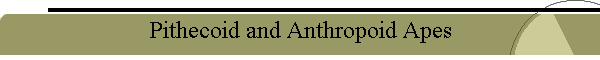Pithecoid and Anthropoid Apes